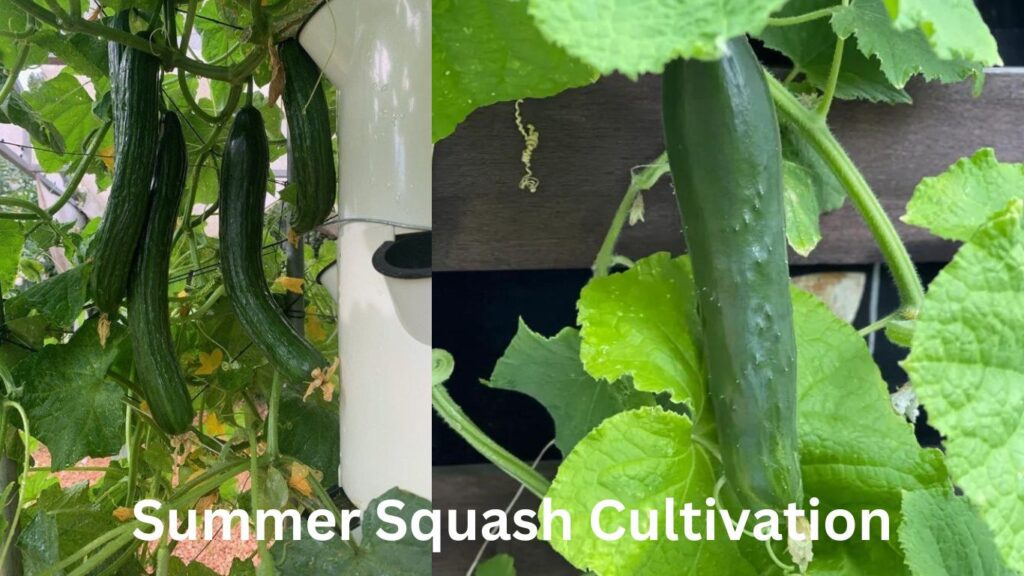 Summer Squash Cultivation