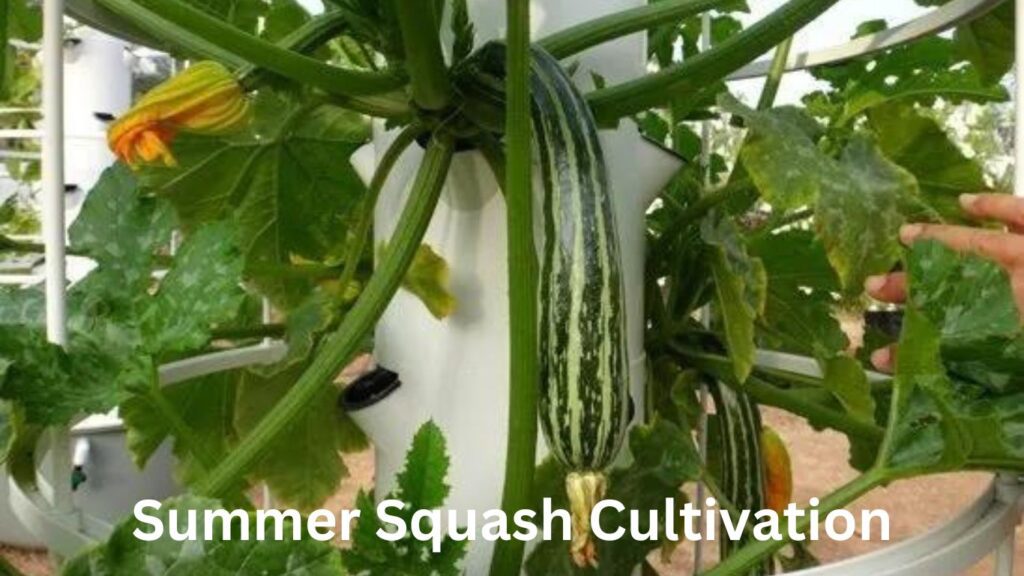 Summer Squash Cultivation