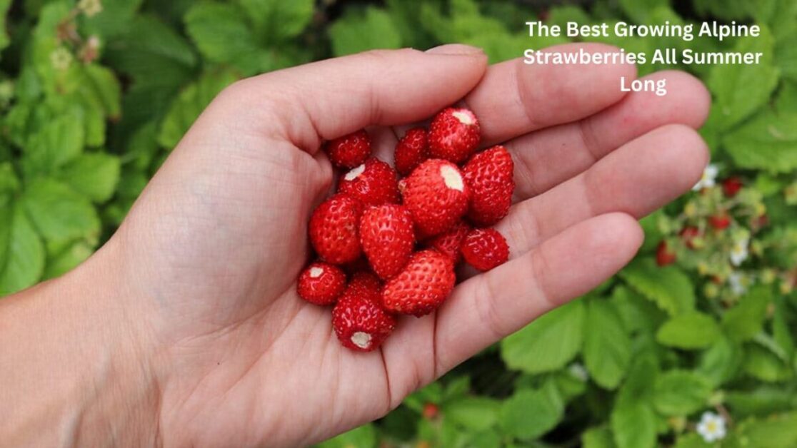 The Best Growing Alpine Strawberries All Summer Long