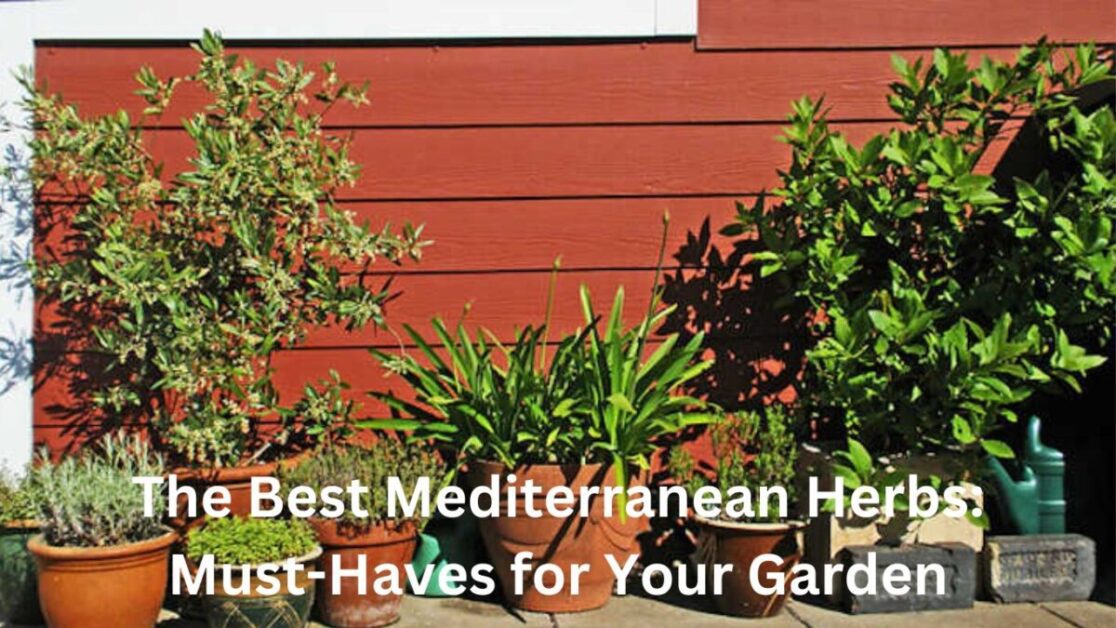 The Best Mediterranean Herbs: Must-Haves for Your Garden