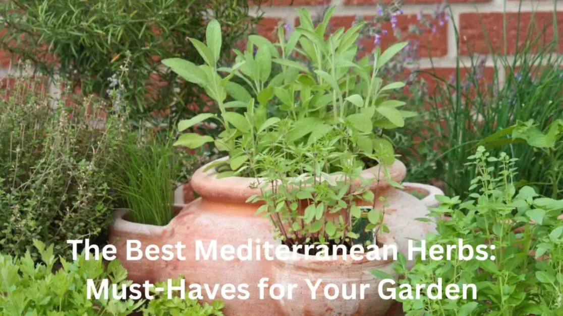 The Best Mediterranean Herbs: Must-Haves for Your Garden