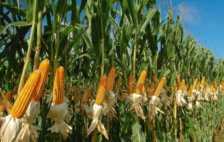 Growing Corn in Summer: Explore the advantages of growing corn during the summer season, including increased yield, faster growth, and optimal weather conditions