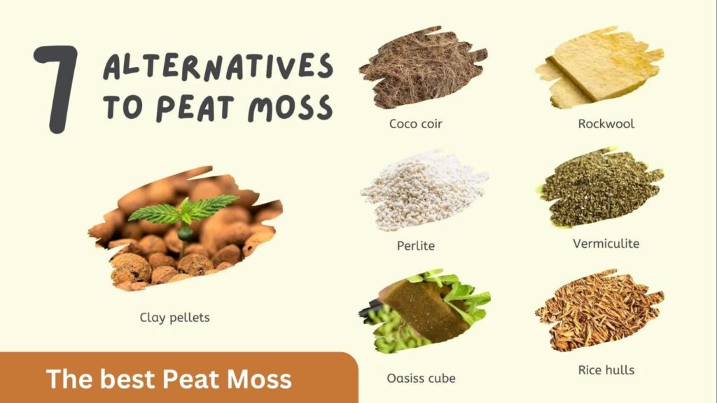 The best Peat Moss Alternatives: 7 Eco-Friendly Options for Hydroponics
