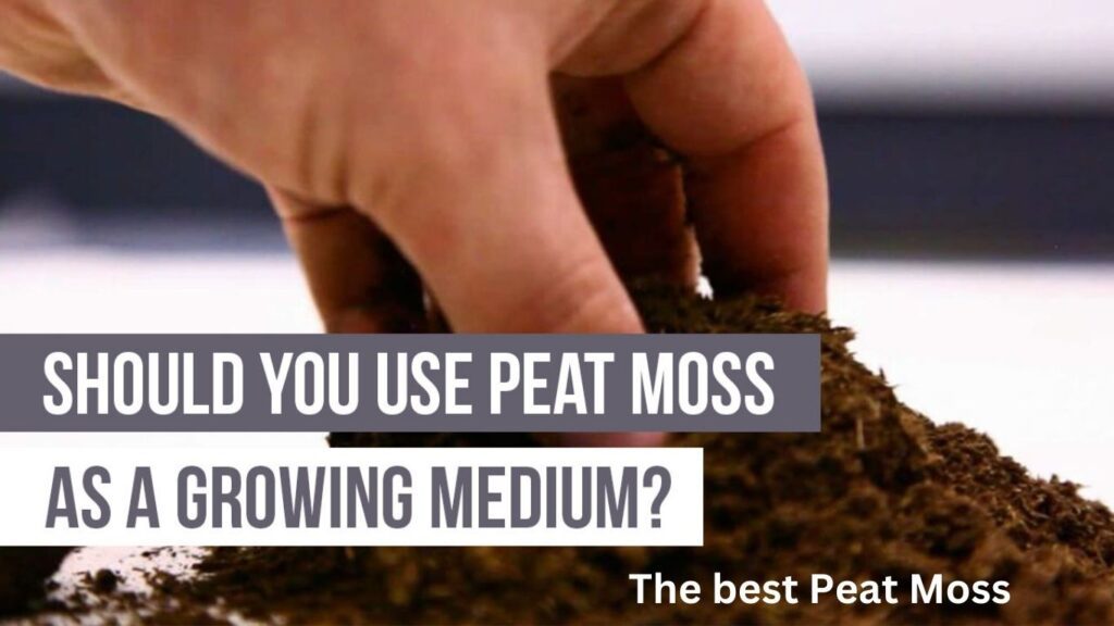 The best Peat Moss Alternatives: 7 Eco-Friendly Options for Hydroponics