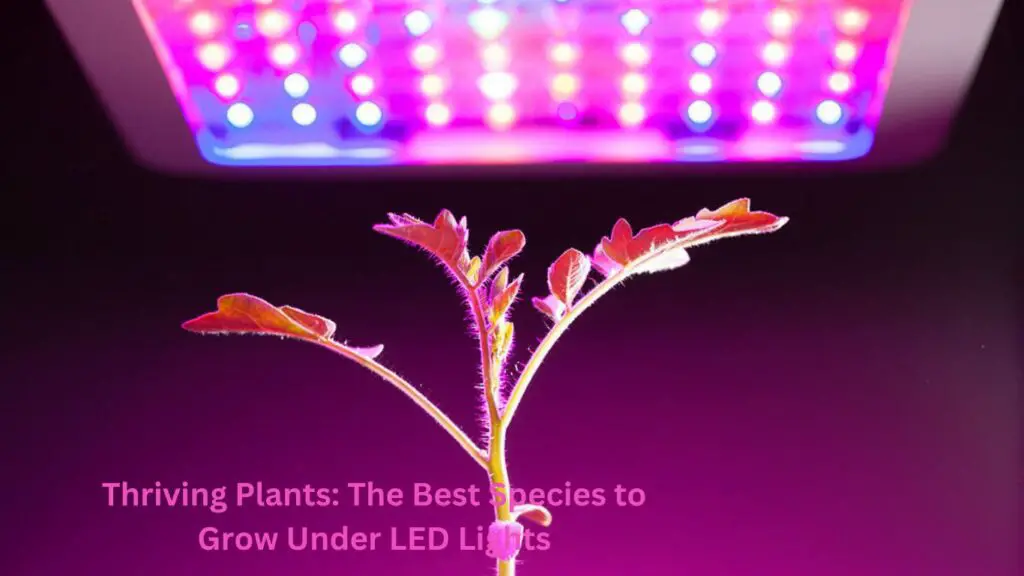 Thriving Plants: The Best Species to Grow Under LED Lights