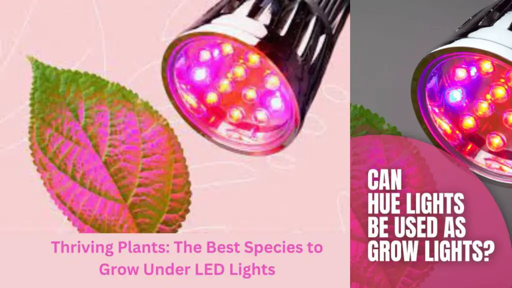 Thriving Plants: The Best Species to Grow Under LED Lights