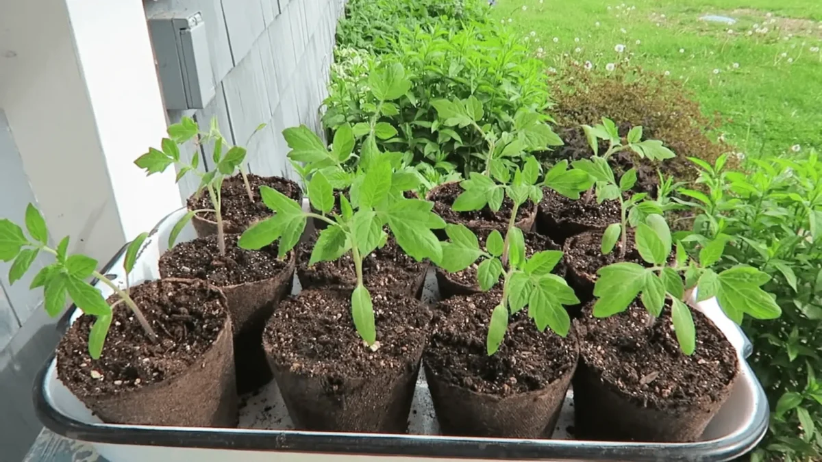 tomato transplants in peat pots