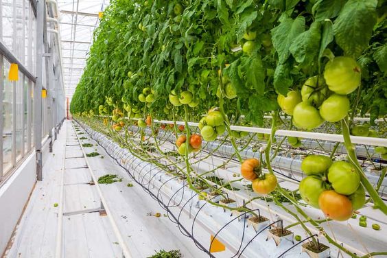  Tomatoes are a popular choice for hydroponic cultivation