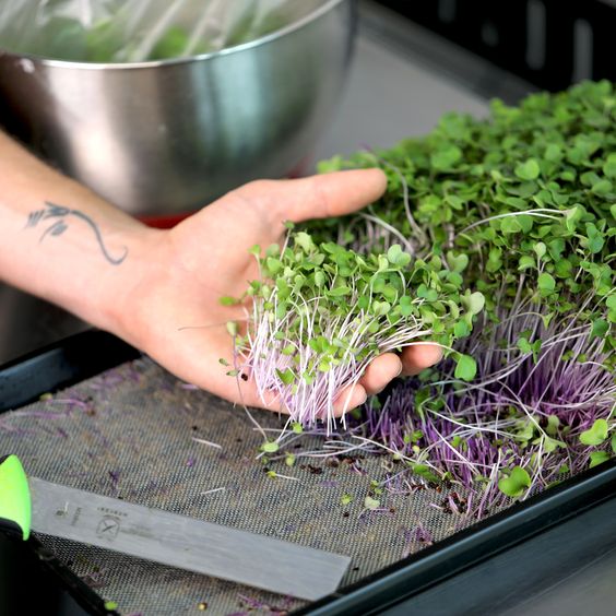 Troubleshooting Common Issues with Hydroponic Growing Mediums for Microgreens