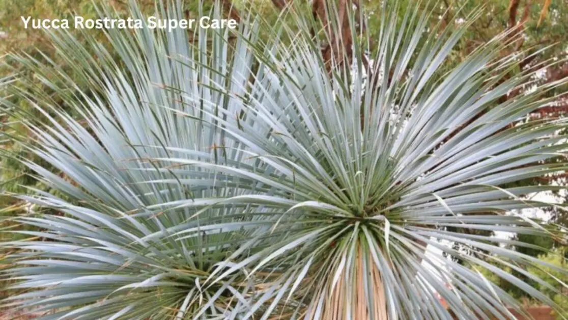 Aesthetic Appeal of Yucca Rostrata
