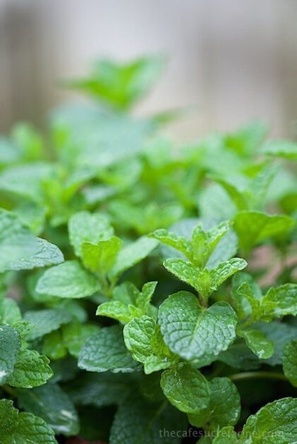 basil and mint