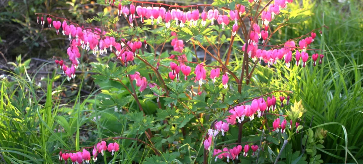 Container Gardening with Bleeding Heart Flowers