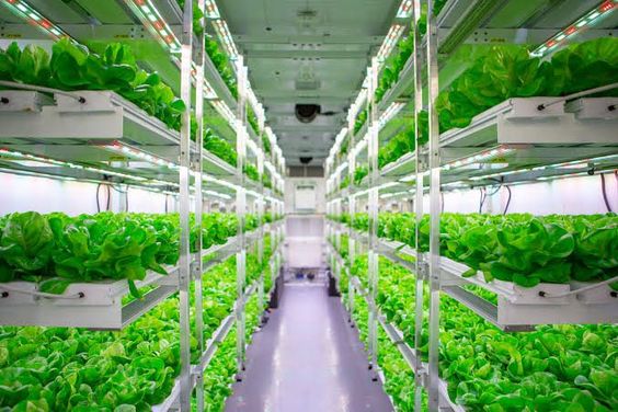 grown varieties in hydroponic systems