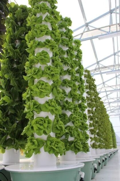 hydroponic cultivation is leafy greens
