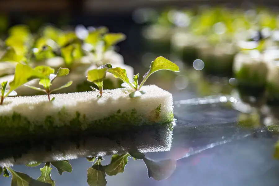 Conserving Land Resources: Vertical Farming and Hydroponics