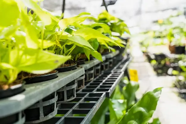 The Impact of pH Compatibility on Plant Pairing in Hydroponic Systems