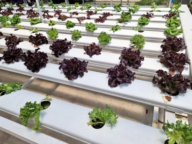 Sustainable Hydroponic