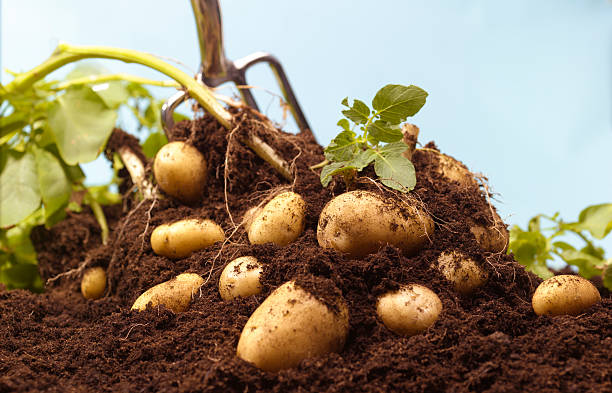 Preparing the Soil for Planting Potatoes