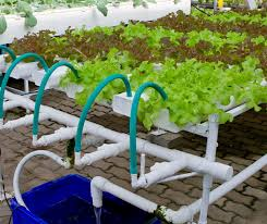 The Latest and Greatest Technologies in Hydroponics You Need to Know About