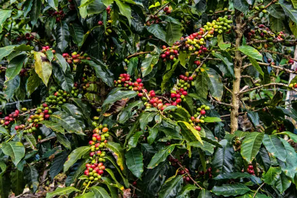 The Fascinating Journey of Coffee from Plant to Cup