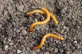 Understanding the Threat: Identifying Wireworms in Your Garden.