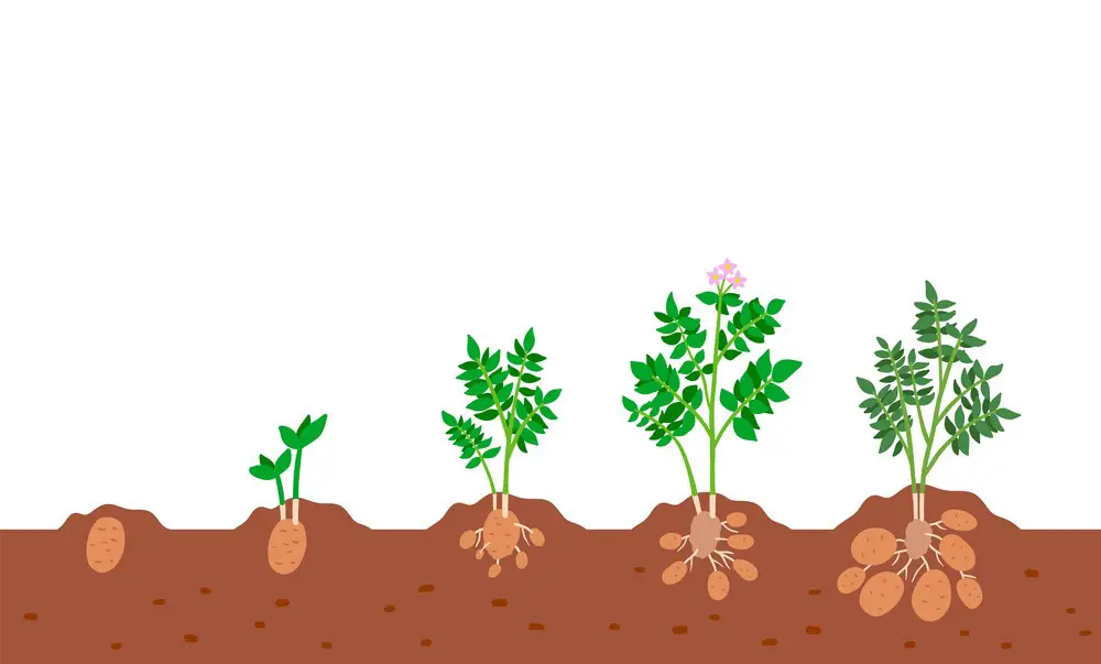 Understanding the Different Stages of Potato Growth