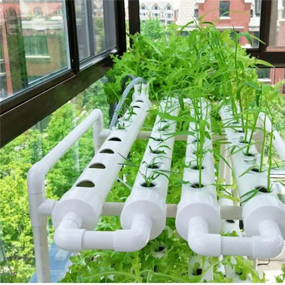 potential of their hydroponic systems