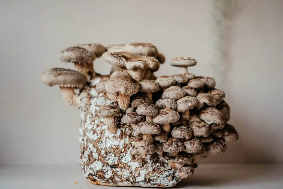 Caring for Shiitake Mushroom Logs: Watering, Fruiting, and Harvesting