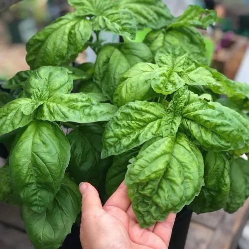 selecting basil varieties for hydroponics