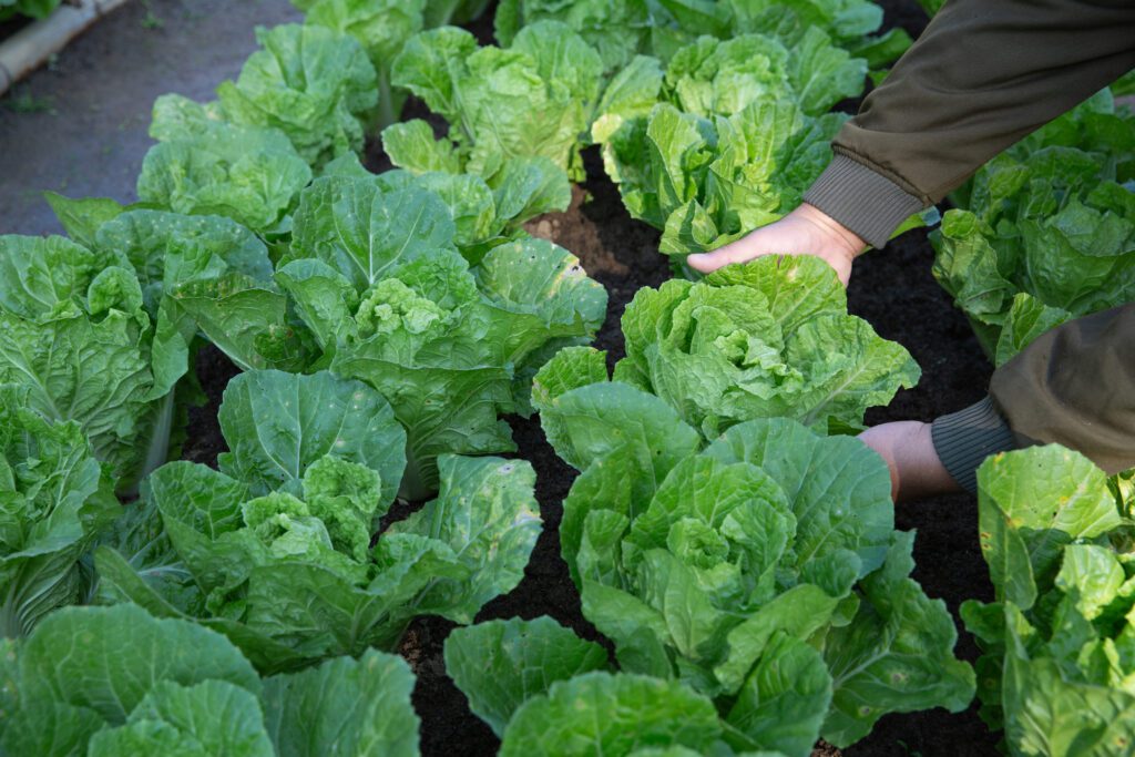 supply of nutrients and oxygen to the Bok choy plants