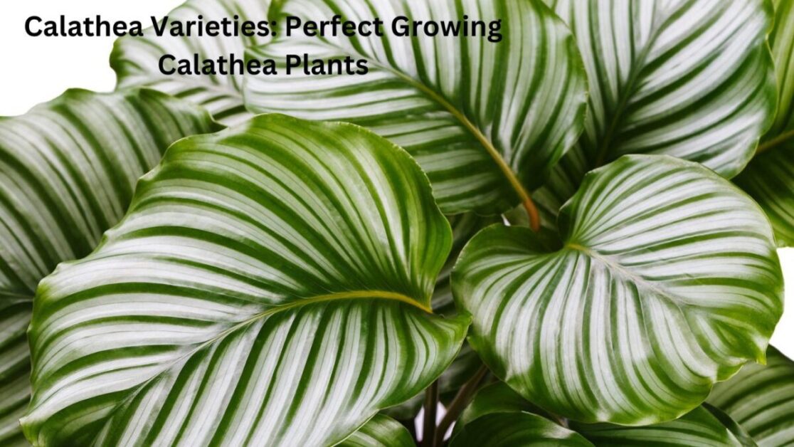 Calathea Varieties: Perfect Growing Calathea Plants
