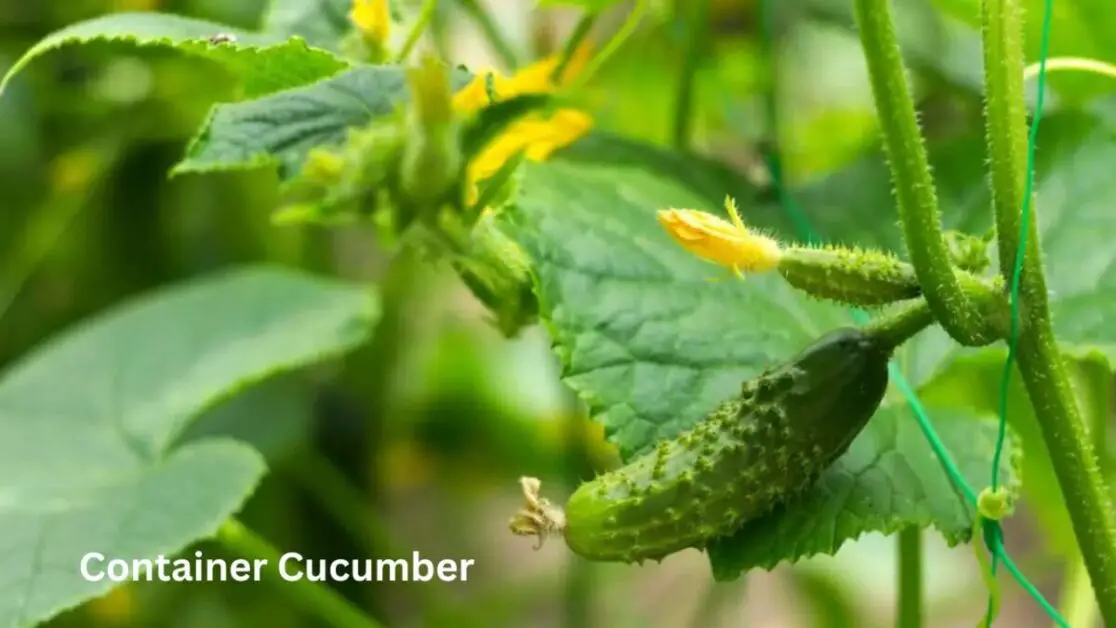 Container Cucumber