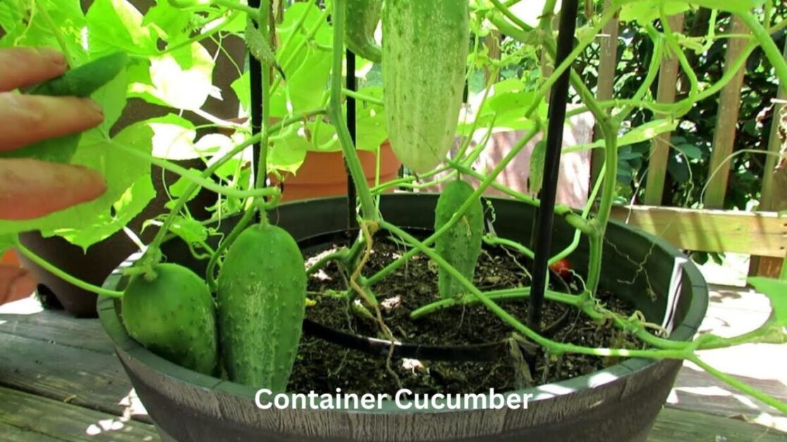 Container Cucumber