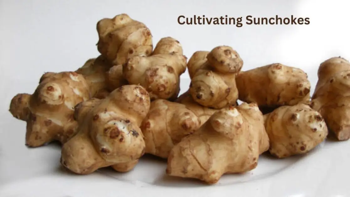 Cultivating Sunchokes