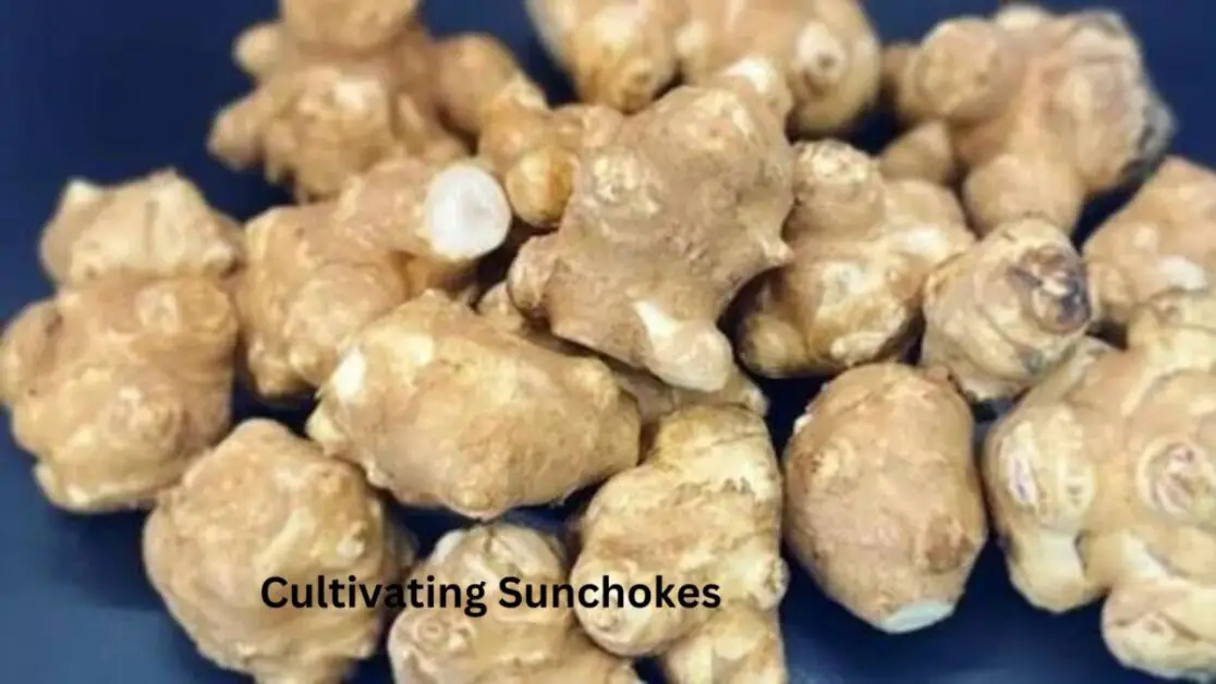 Cultivating Sunchokes