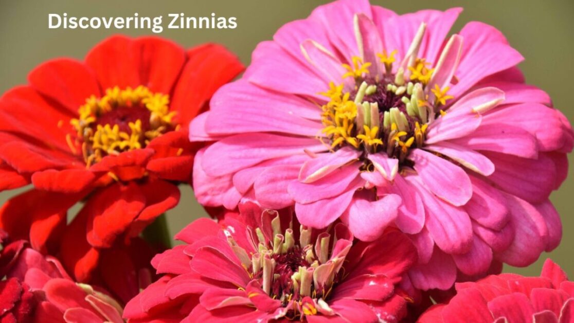 Discovering Zinnias