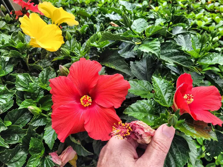 Hibiscus Diversity