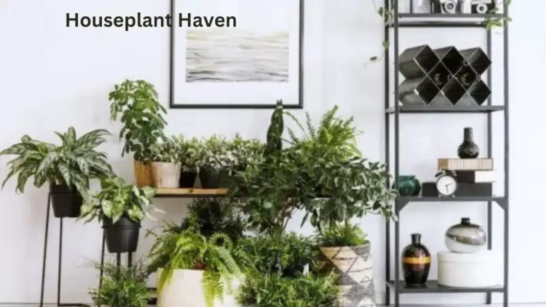 Houseplant Haven