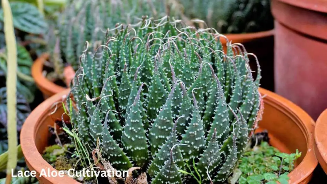 Lace Aloe Cultivation