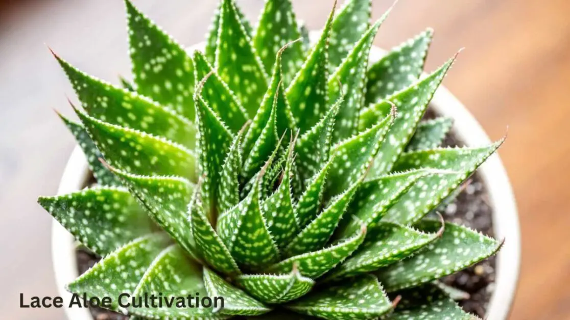 Lace Aloe Cultivation