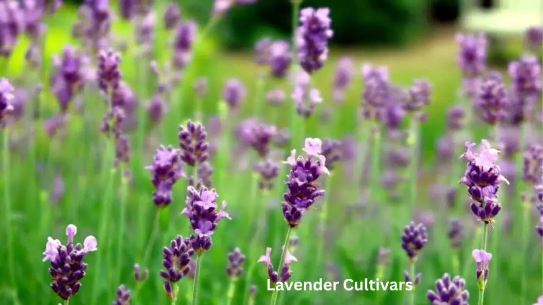 Lavender Cultivars