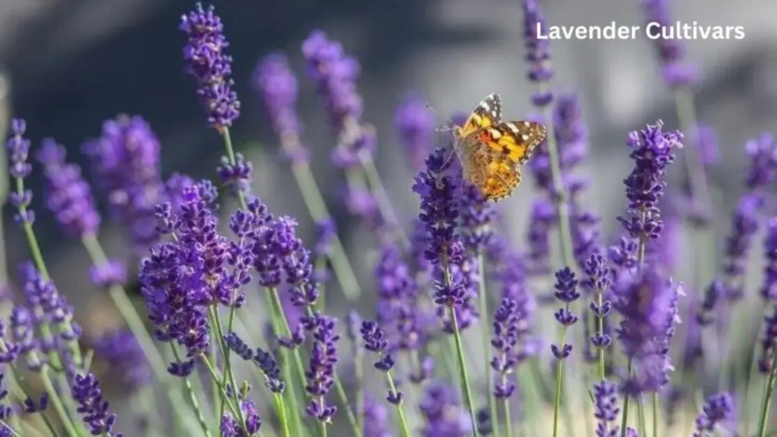 Lavender Cultivars