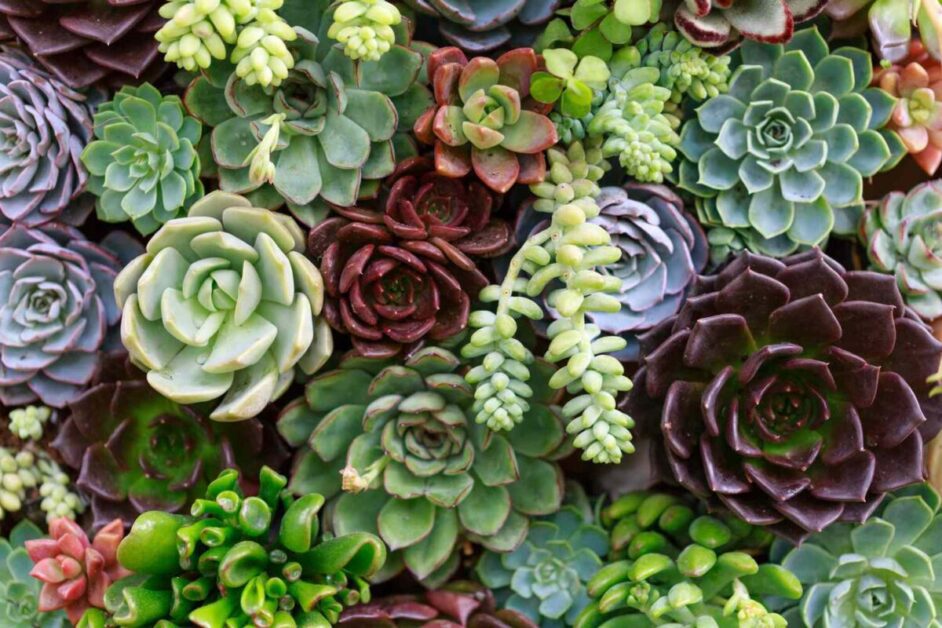 Types of Indoor Succulents