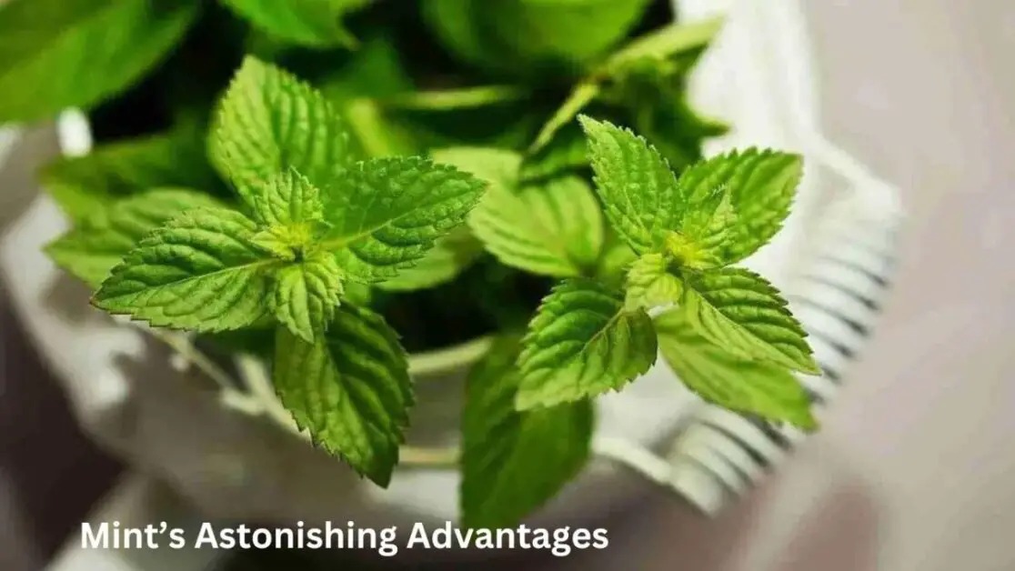 Mint’s Astonishing Advantages