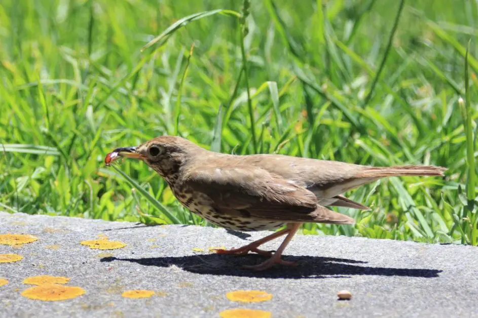 Mosquito-Eating Birds