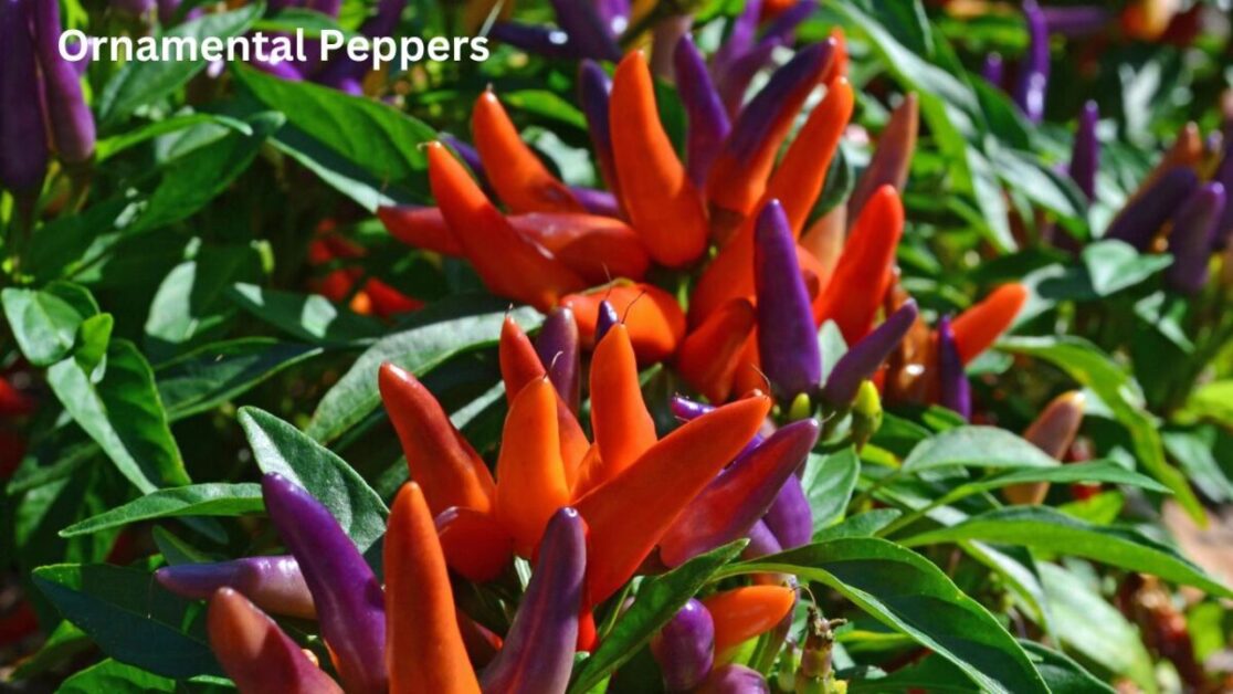 Ornamental Peppers