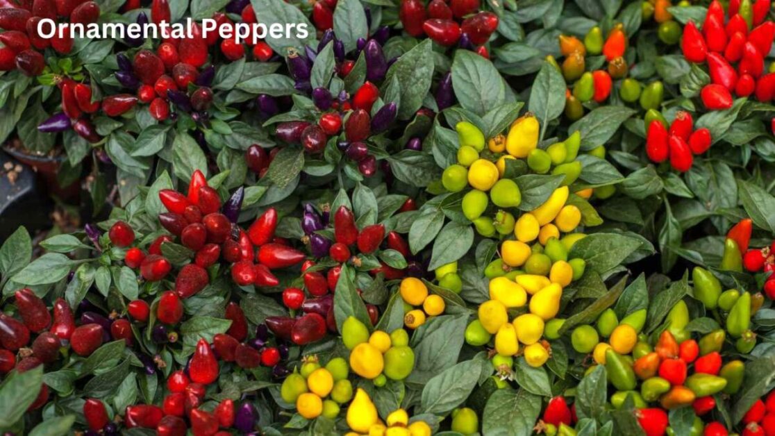 Ornamental Peppers