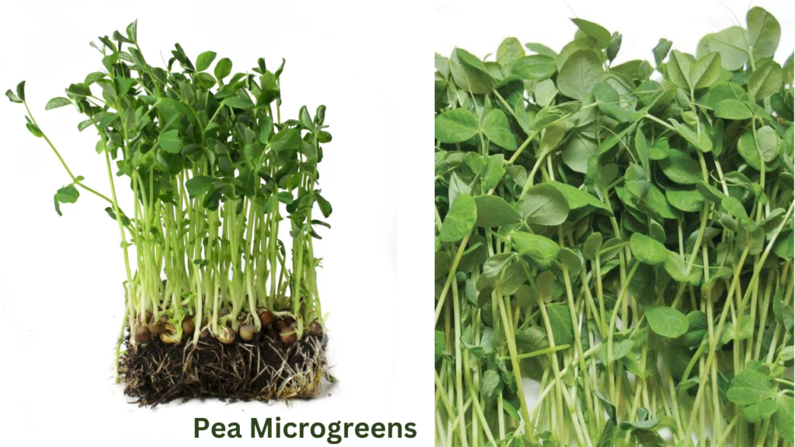 Pea Microgreens