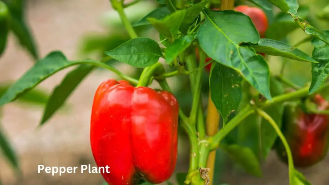 Pepper Plant