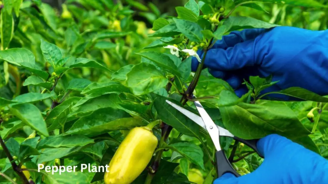 Pepper Plant